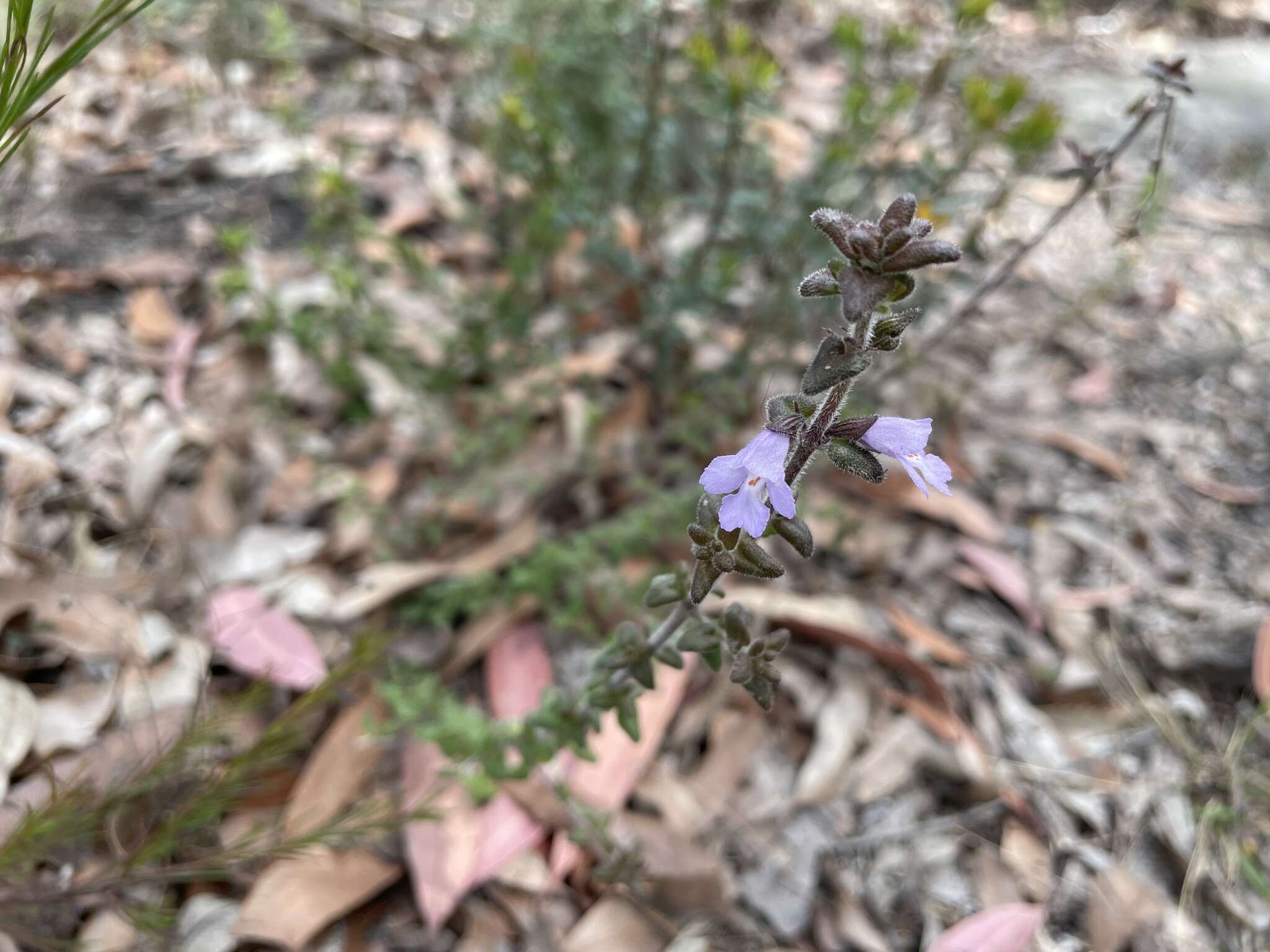 Imagem de Prostanthera densa A. A. Ham.