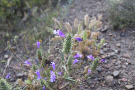 Cleonia lusitanica (L.) L.的圖片