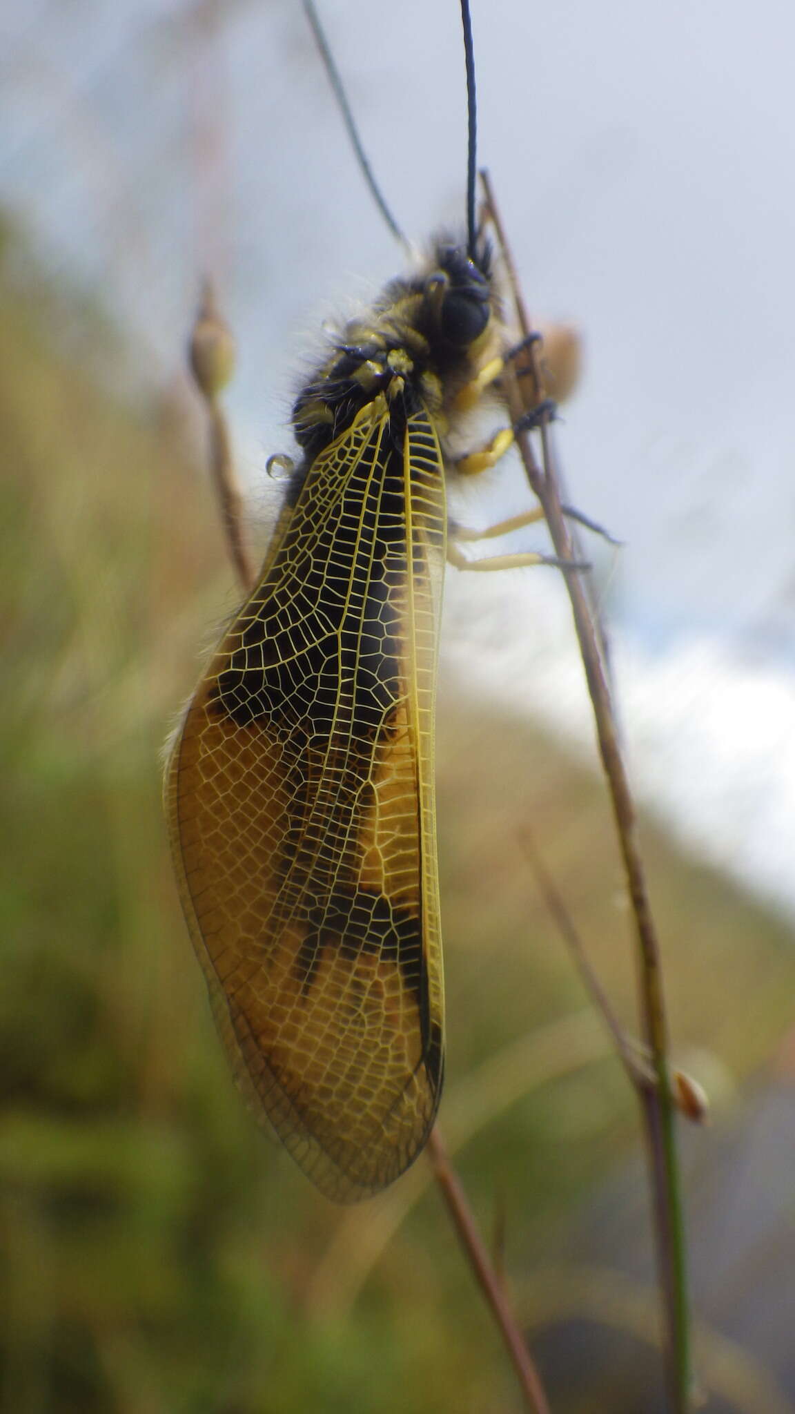 Image of Libelloides longicornis (Linnaeus 1764)