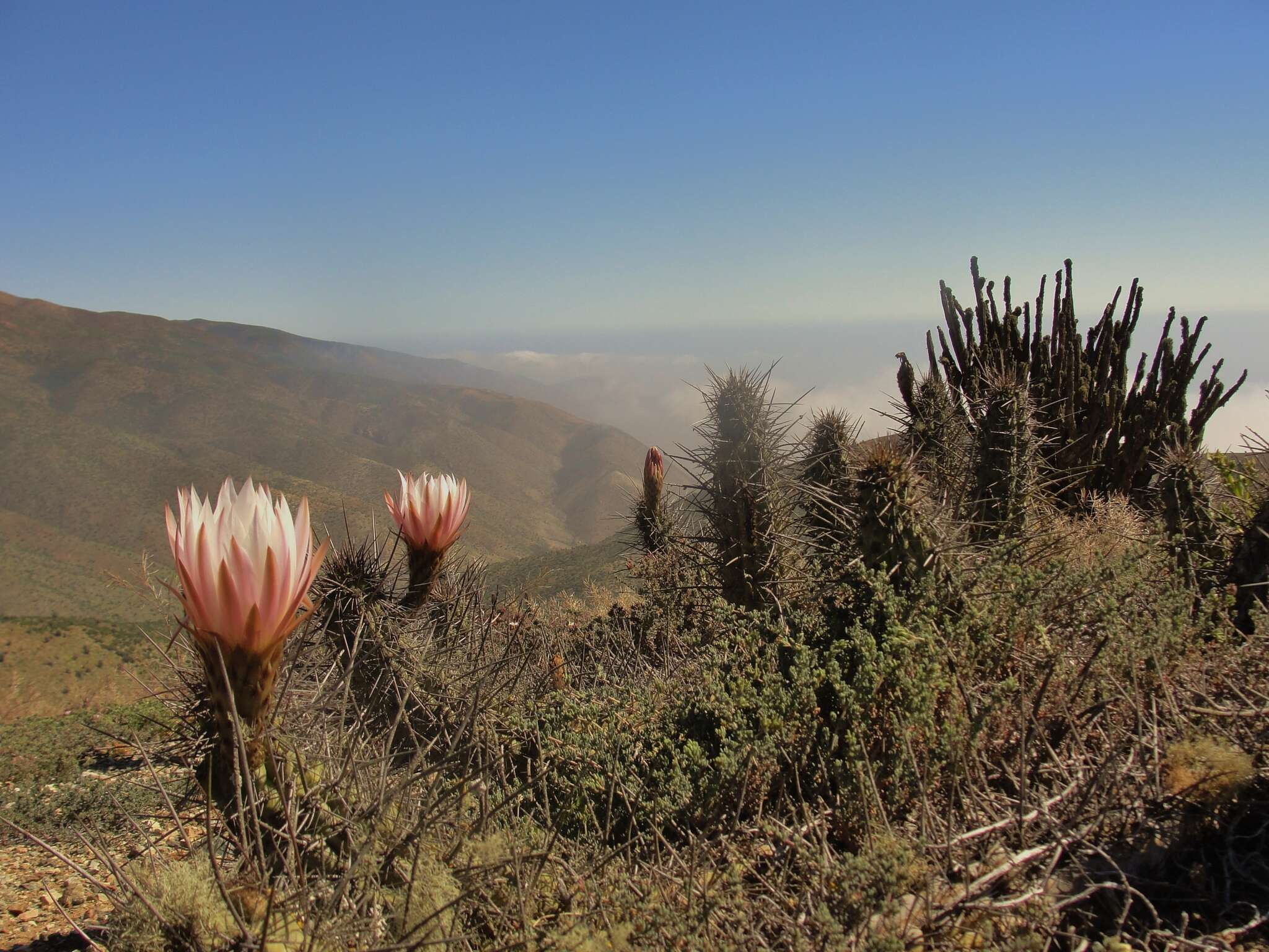 Image de Echinopsis deserticola (Werderm.) H. Friedrich & G. D. Rowley