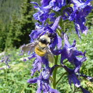 Imagem de Bombus appositus Cresson 1879