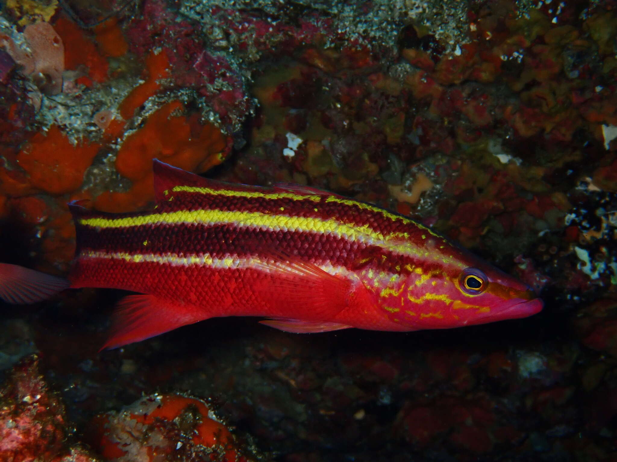 Image de Liopropoma fasciatum Bussing 1980