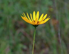 Sivun Helianthus heterophyllus Nutt. kuva