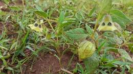 Image de Physalis orizabae Dun.