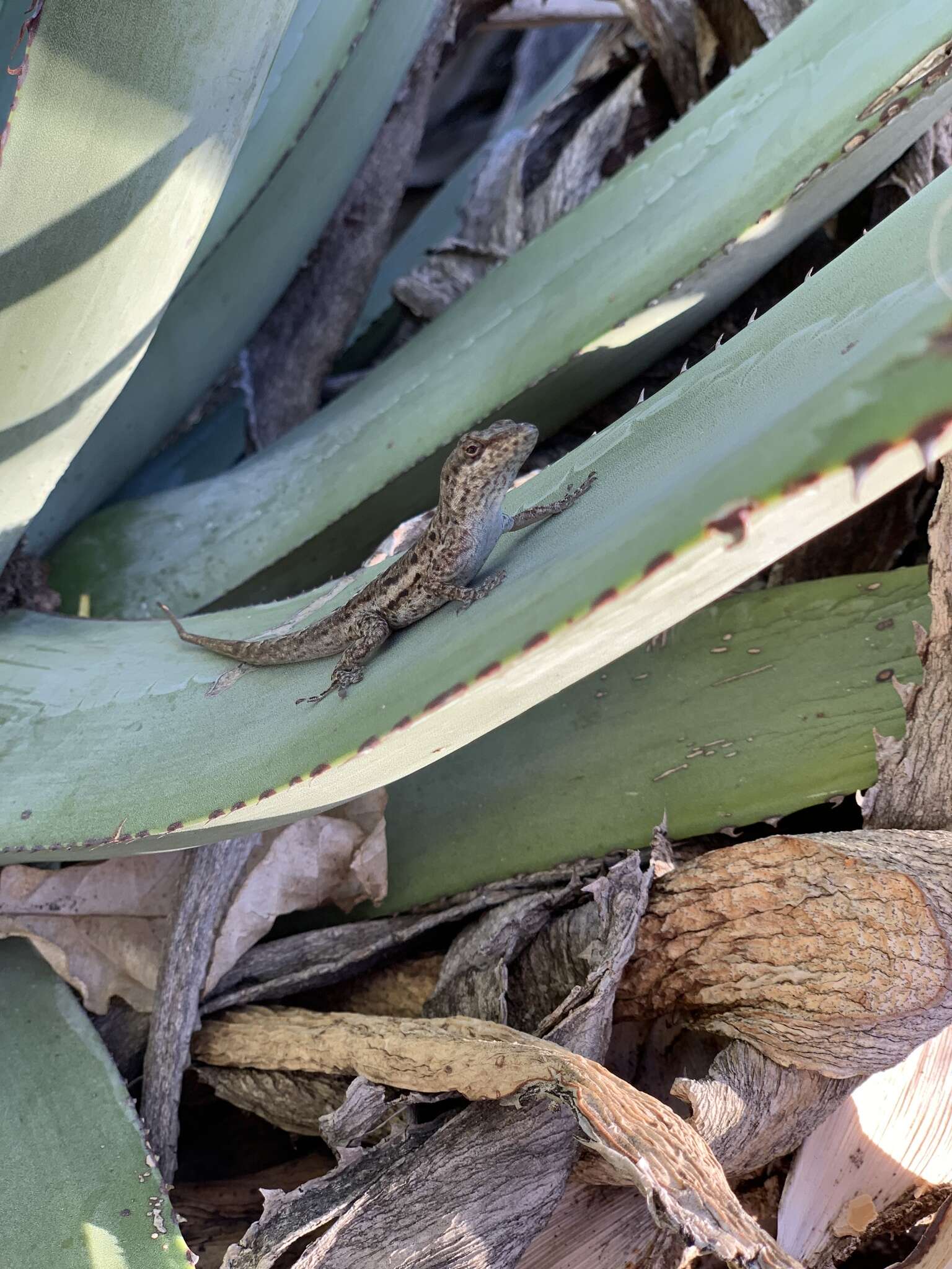 Anolis bonairensis Ruthven 1923 resmi