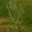 Imagem de Chenopodium berlandieri var. macrocalycium (Aellen) A. Cronquist