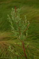 Plancia ëd Chenopodium berlandieri var. macrocalycium (Aellen) A. Cronquist