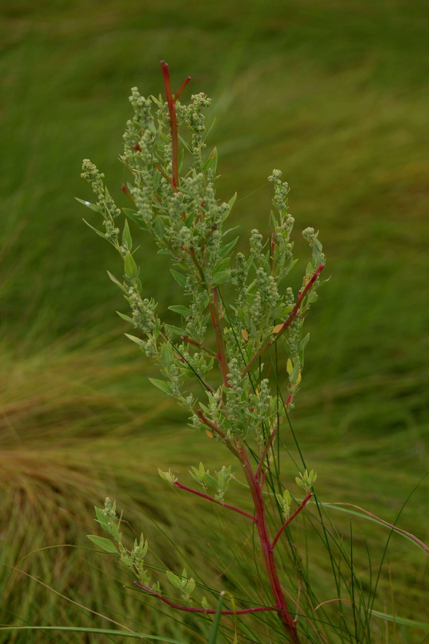 Image of pitseed goosefoot