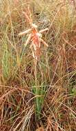 Aloe kniphofioides Baker resmi