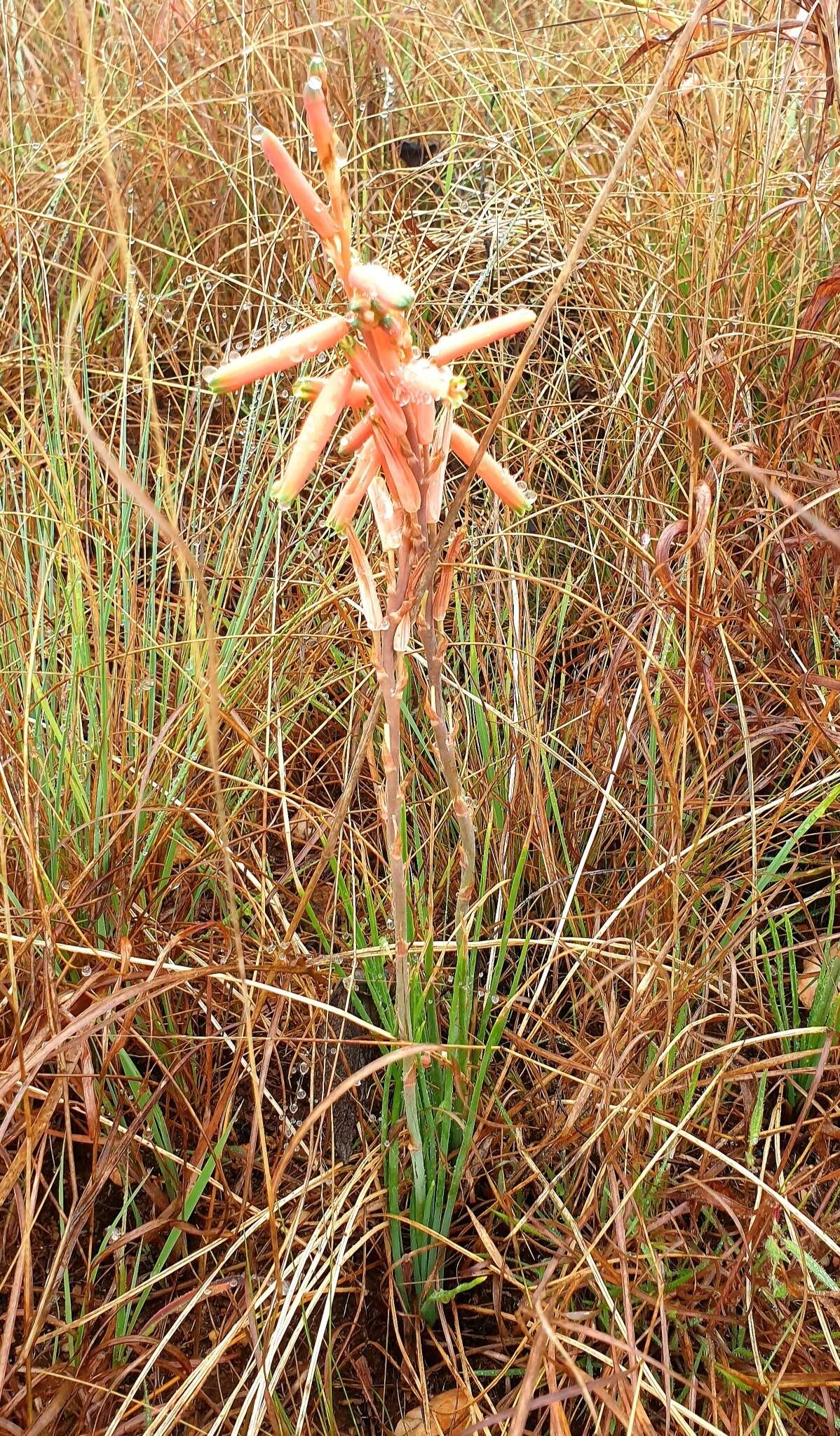 Aloe kniphofioides Baker resmi