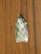 Acleris maccana Treitschke 1835的圖片