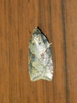 Image of Acleris maccana Treitschke 1835