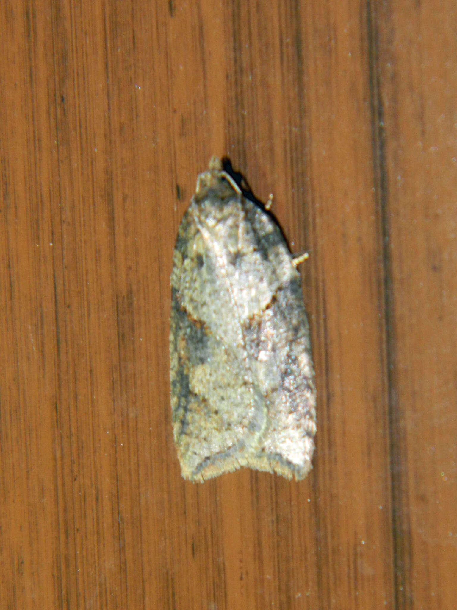 Acleris maccana Treitschke 1835的圖片