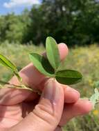 Sivun Lespedeza violacea (L.) Pers. kuva