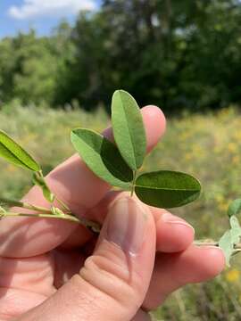 Image of violet lespedeza