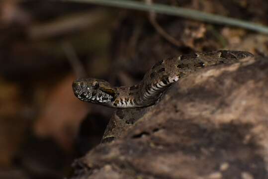 Image of Bothrops matogrossensis Amaral 1925