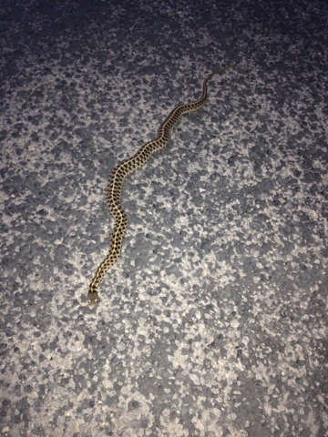 Image of Checkered Garter Snake