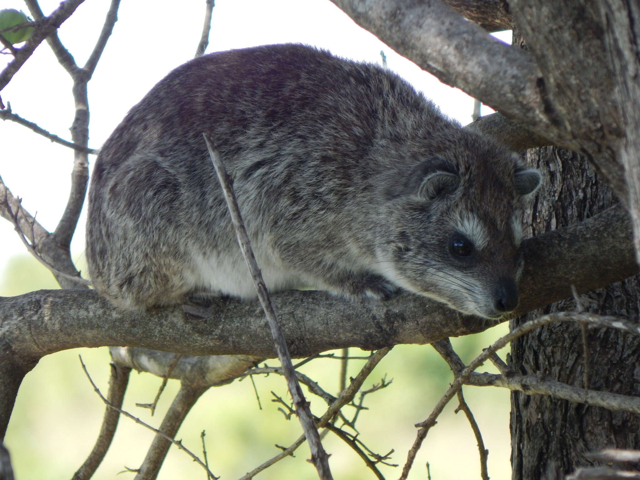 Image of Tree hyrax