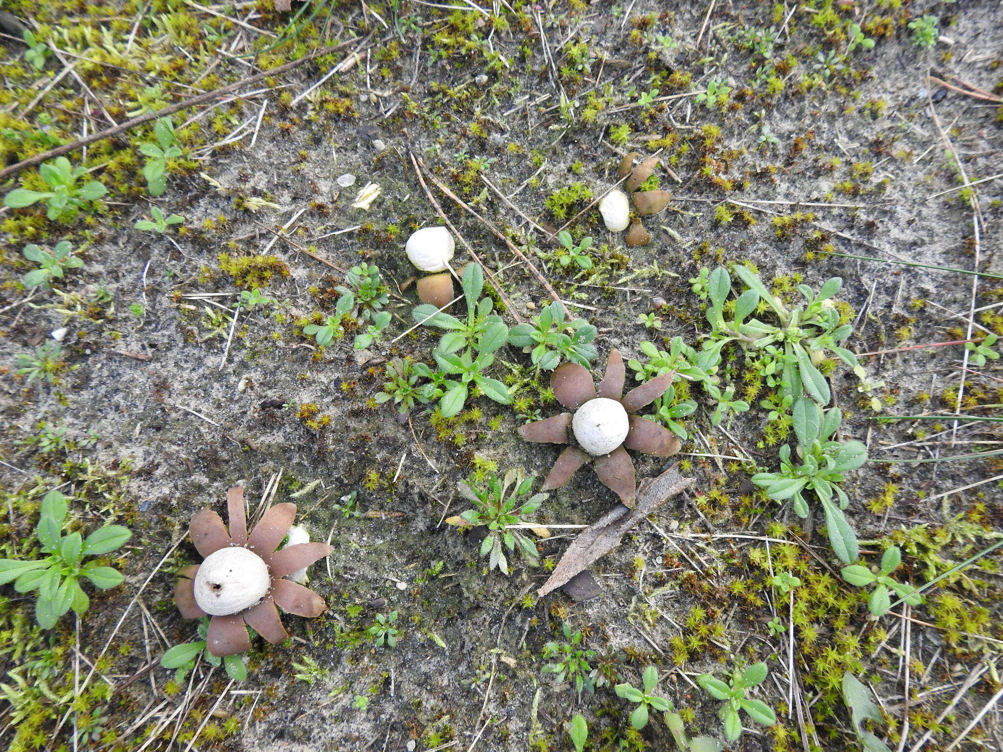 Imagem de Geastrum floriforme Vittad. 1842