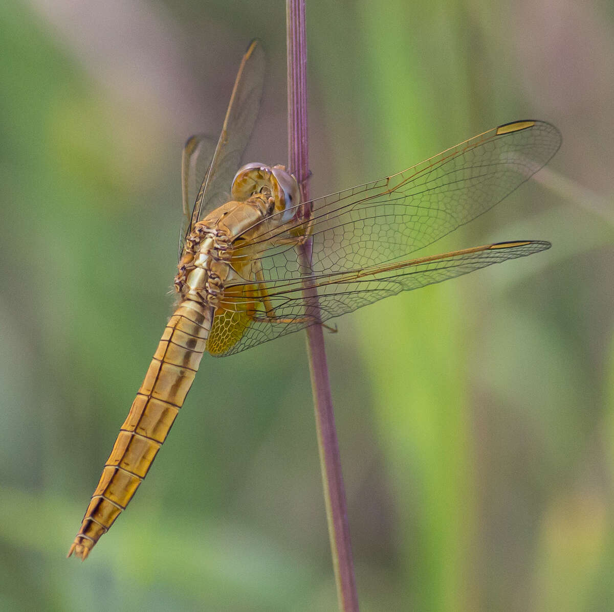 Image of Broad Scarlet