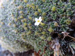 Image of Myosotis pulvinaris Hook. fil.