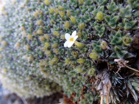 Imagem de Myosotis pulvinaris Hook. fil.