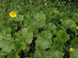 Geum radiatum Michx.的圖片