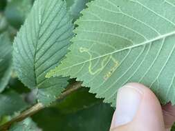 Stigmella multispicata Rociene & Stonis ex Stonis & Rociene 2014的圖片