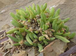 Image of Glottiphyllum surrectum (Haw.) L. Bol.