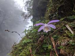 Pleione formosana Hayata resmi