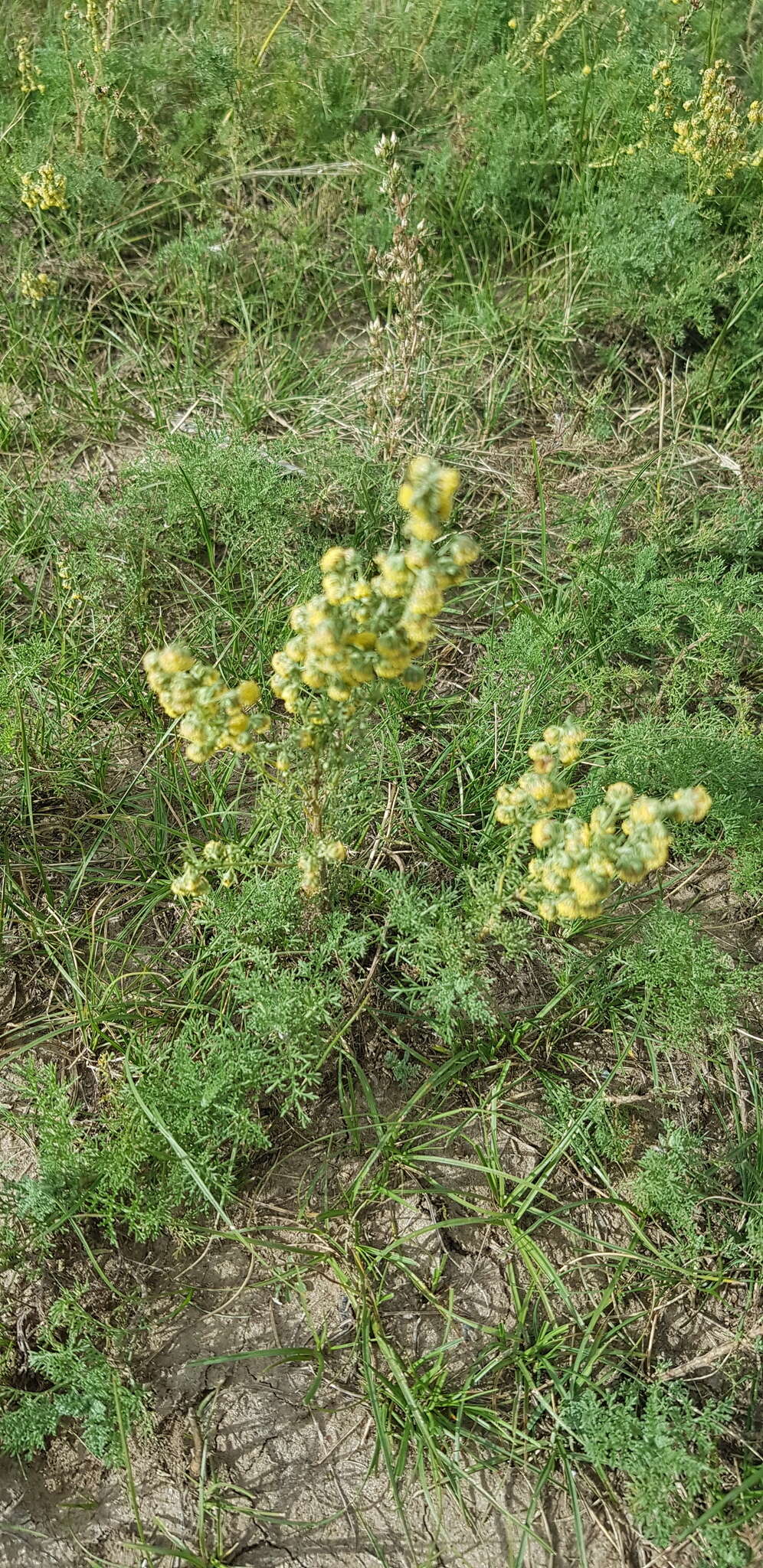 Image of Artemisia adamsii Bess.