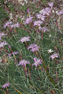 صورة Dianthus sternbergii Sibth.