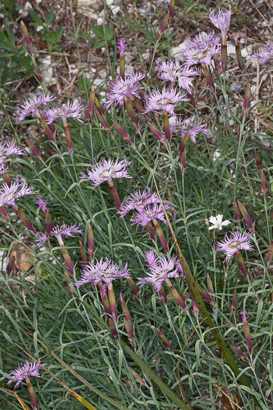 Sivun Dianthus sternbergii Sibth. kuva