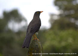 Image of Great Thrush