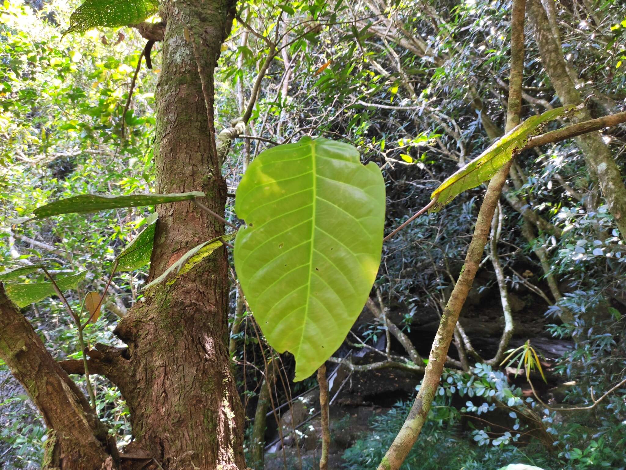 Plancia ëd Hancea integrifolia (Willd.) S. E. C. Sierra, Kulju & Welzen