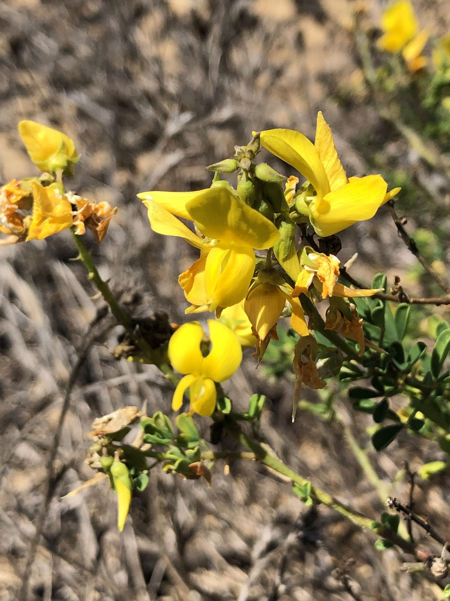 Imagem de Crotalaria medicaginea Lam.