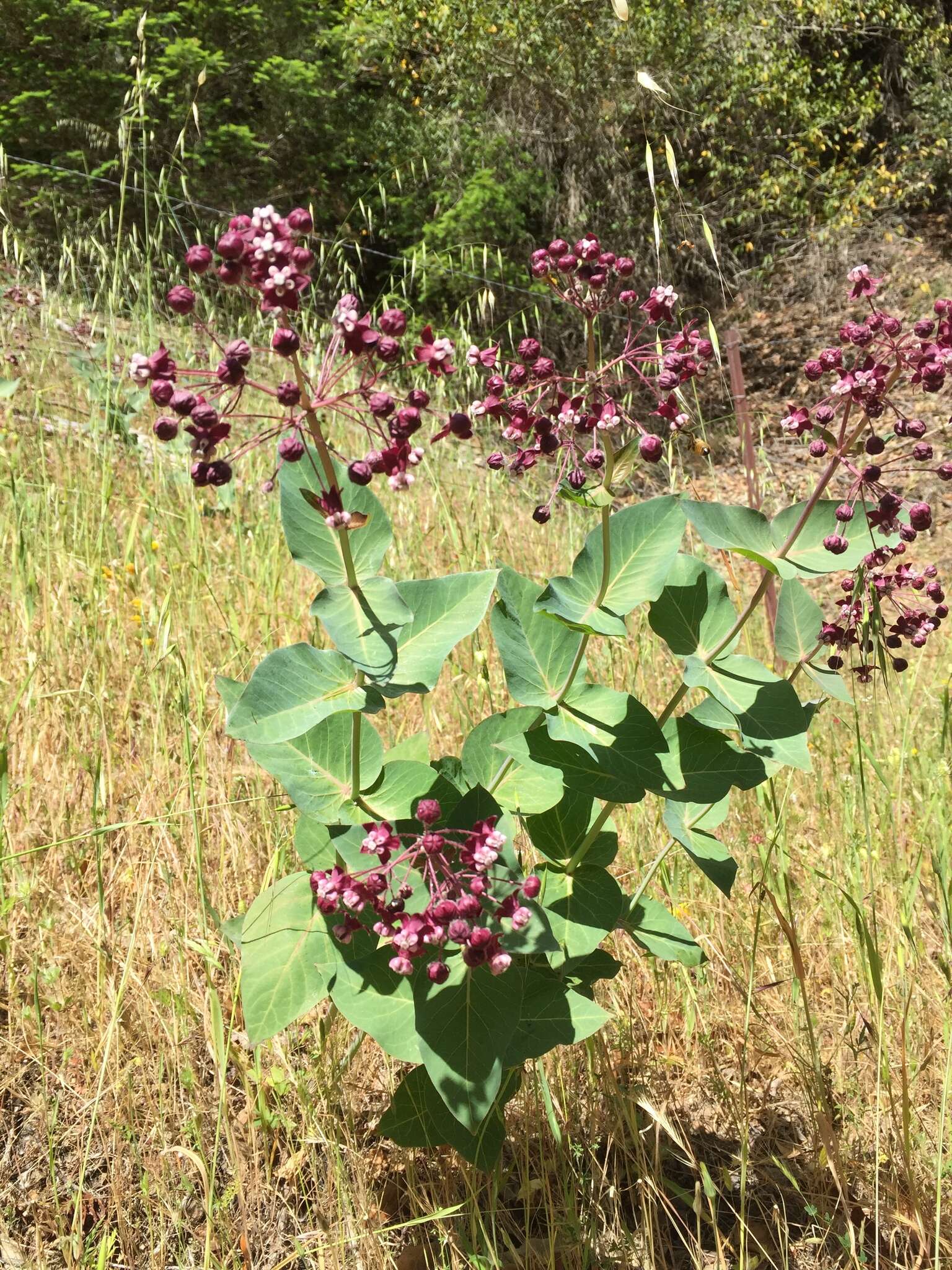 Imagem de Asclepias cordifolia (Benth.) Jepson