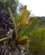 Image of Angraecum borbonicum Bosser