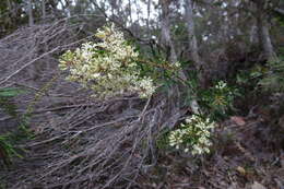 Image of Lomatia tinctoria (Labill.) R. Br.