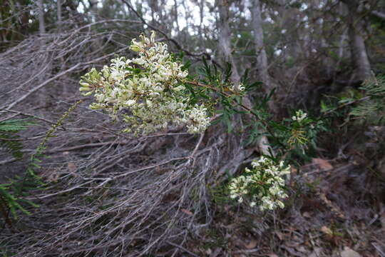 Imagem de Lomatia tinctoria (Labill.) R. Br.