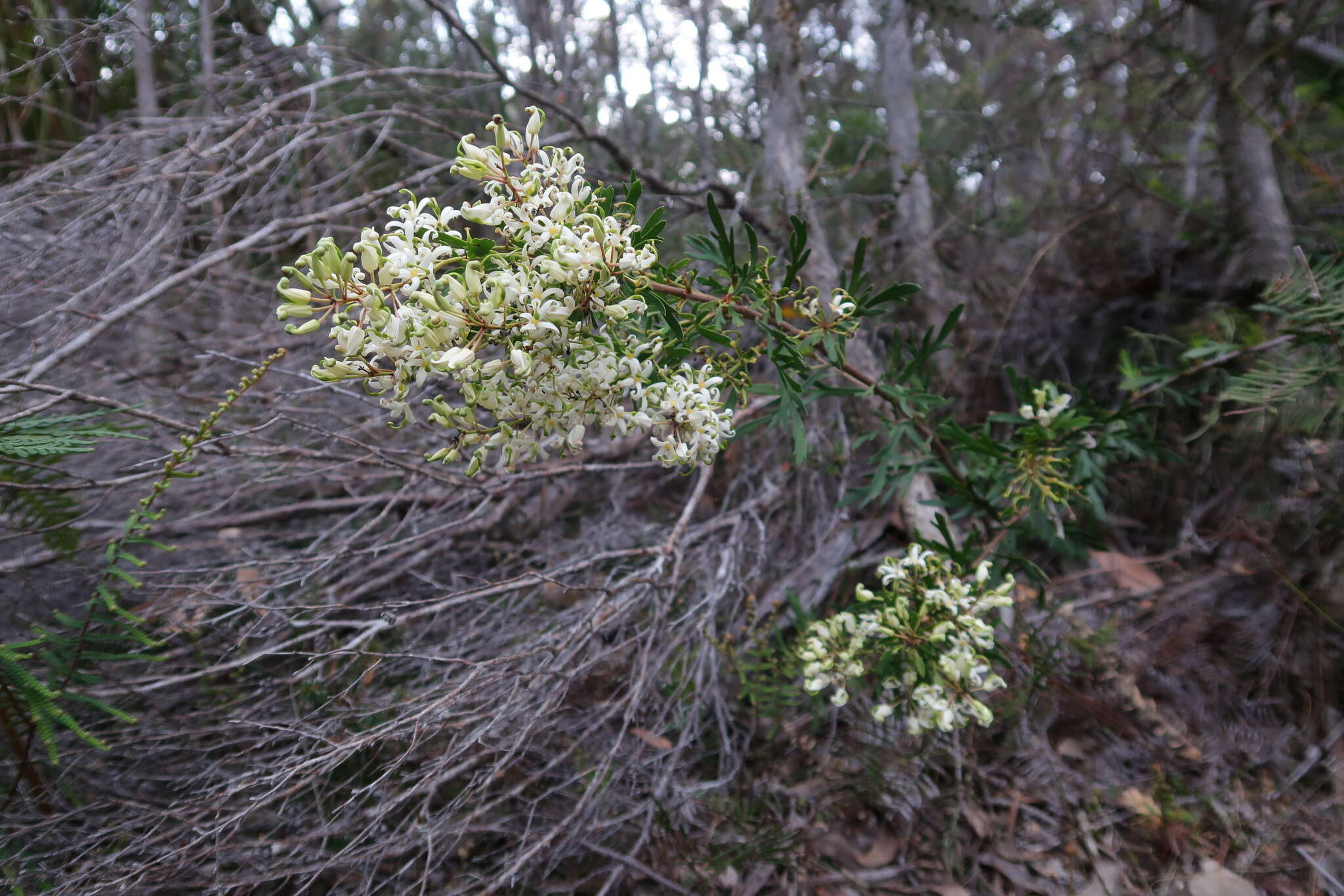 Image of Lomatia tinctoria (Labill.) R. Br.