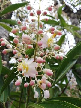 Image of Miconia notabilis Triana