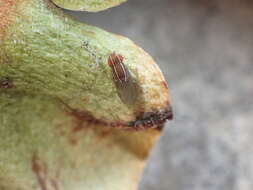 Image of African Fig Fly