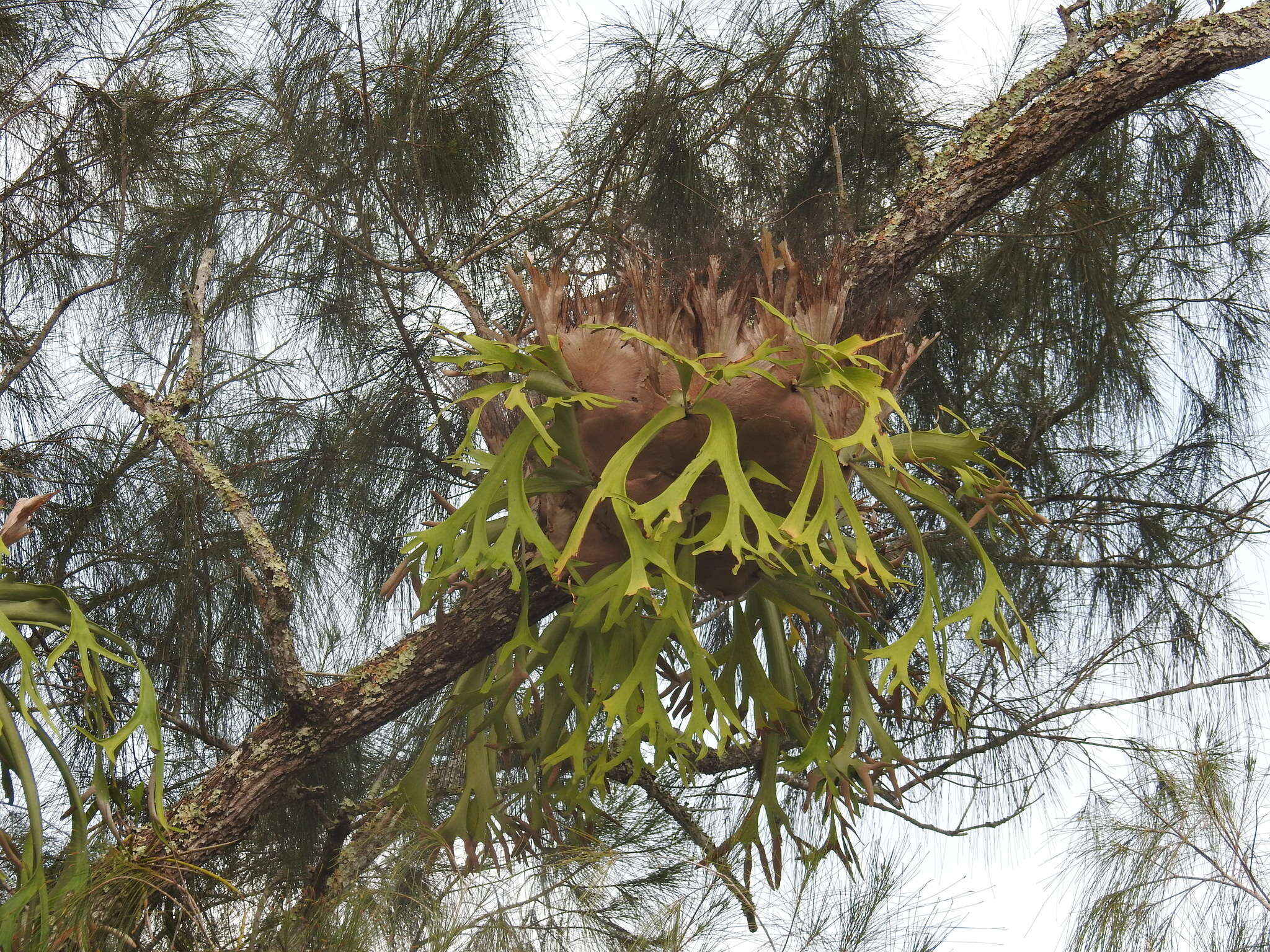 Слика од Platycerium bifurcatum subsp. willinckii (T. Moore) Hennipman & M. C. Roos