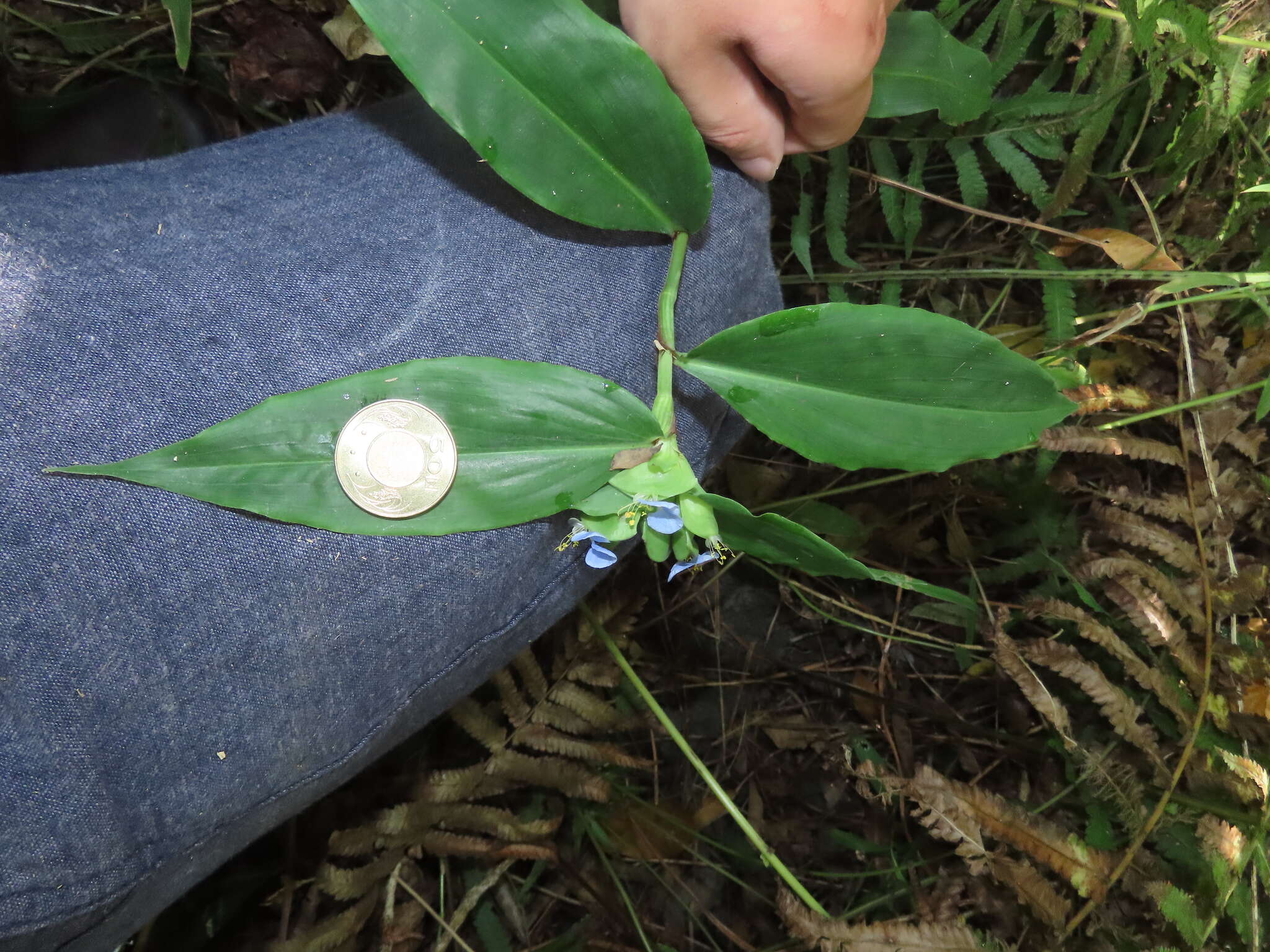 Commelina paludosa Blume的圖片