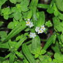 Image de Cryptantha limensis (A. DC.) I. M. Johnst.