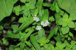 Слика од Cryptantha limensis (A. DC.) I. M. Johnst.