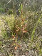 صورة Ammannia latifolia L.