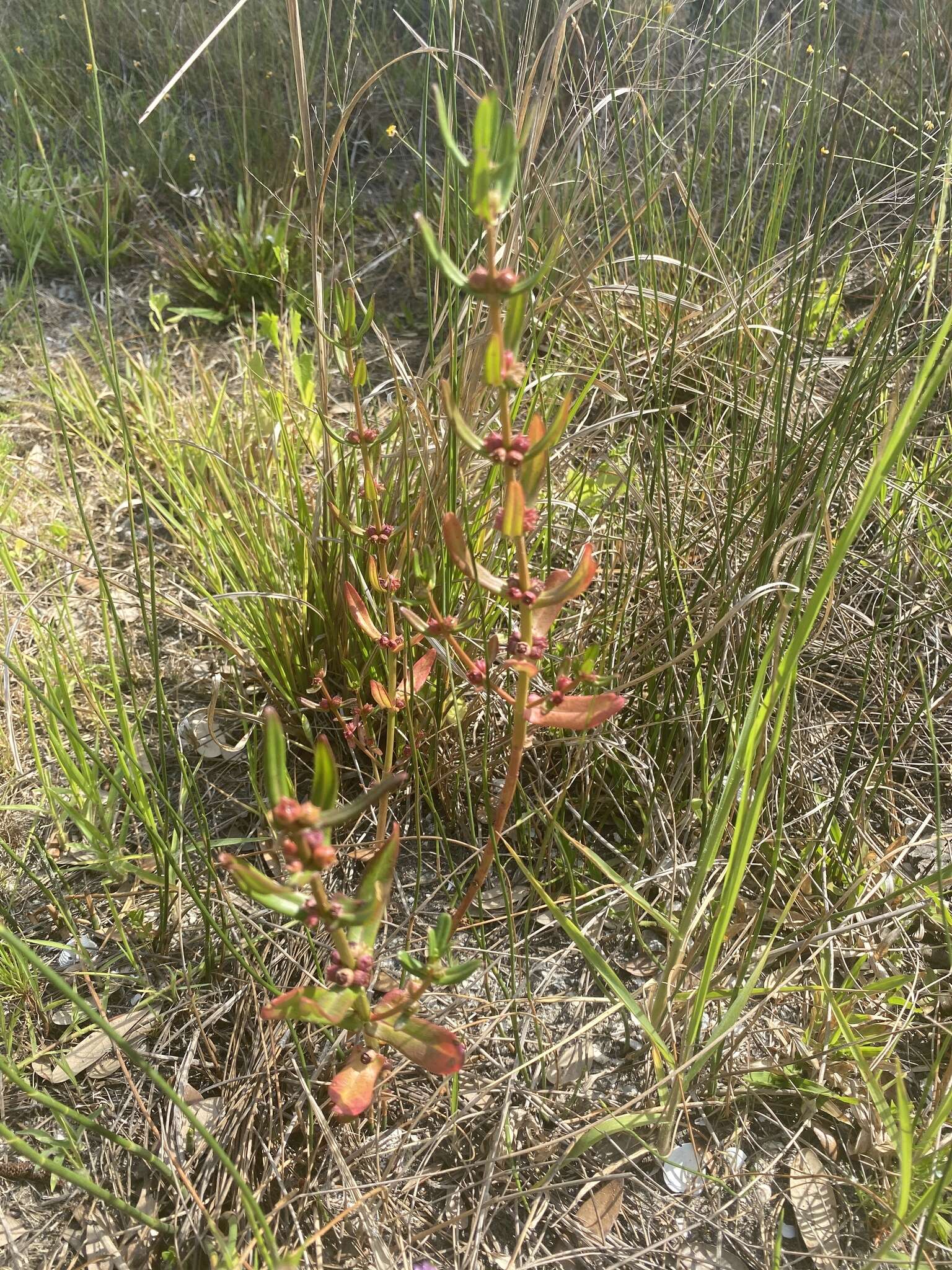 Ammannia latifolia L.的圖片