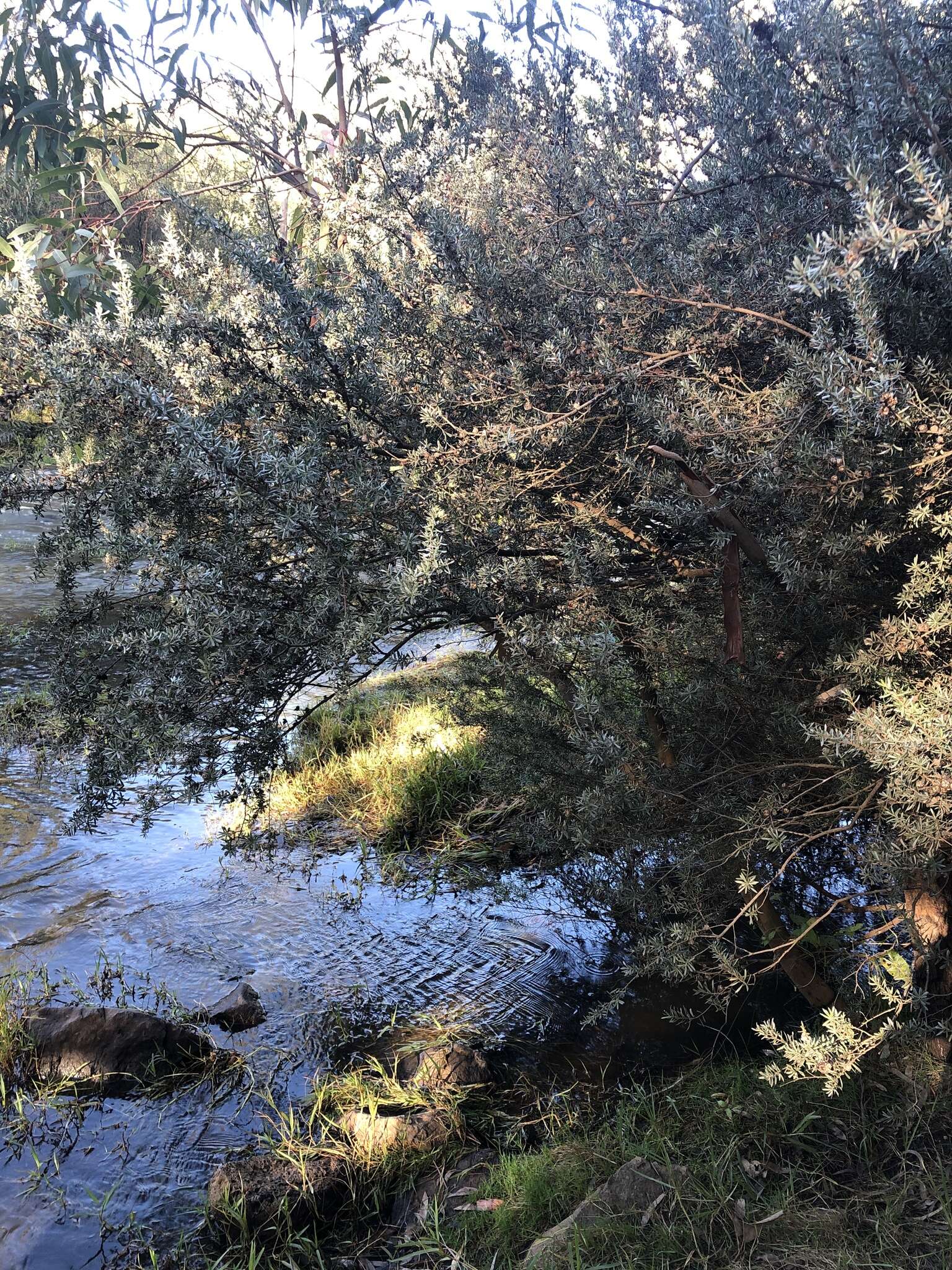 Sivun Leptospermum lanigerum (Ait.) Sm. kuva